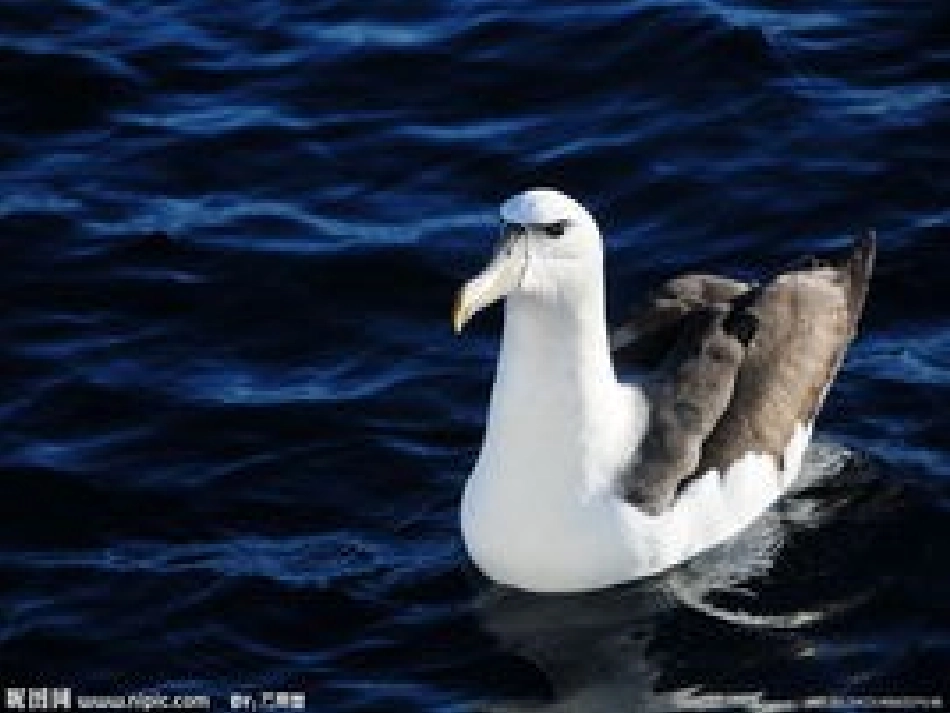 老人与海鸥 (2)_第3页