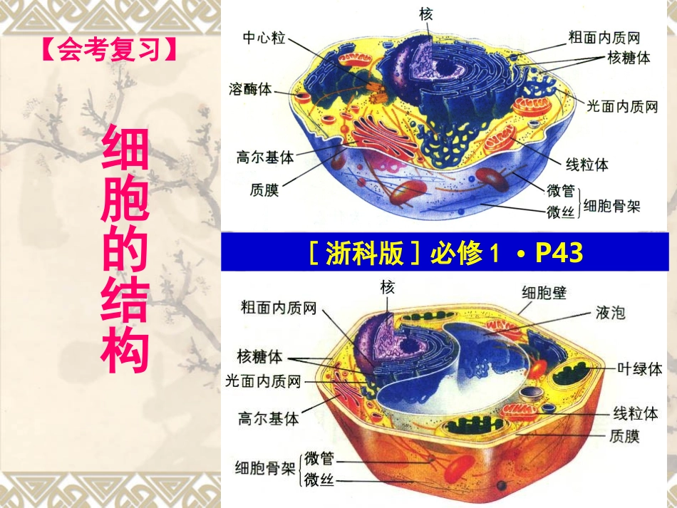高中生物会考复习：《细胞结构与功能》课件_第1页