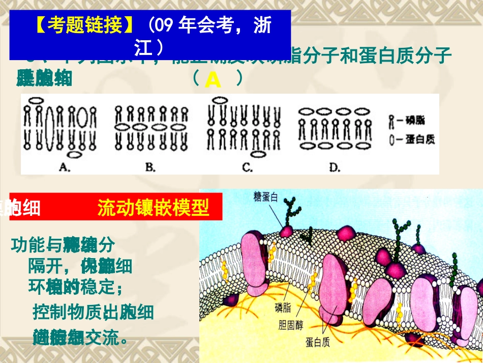 高中生物会考复习：《细胞结构与功能》课件_第2页
