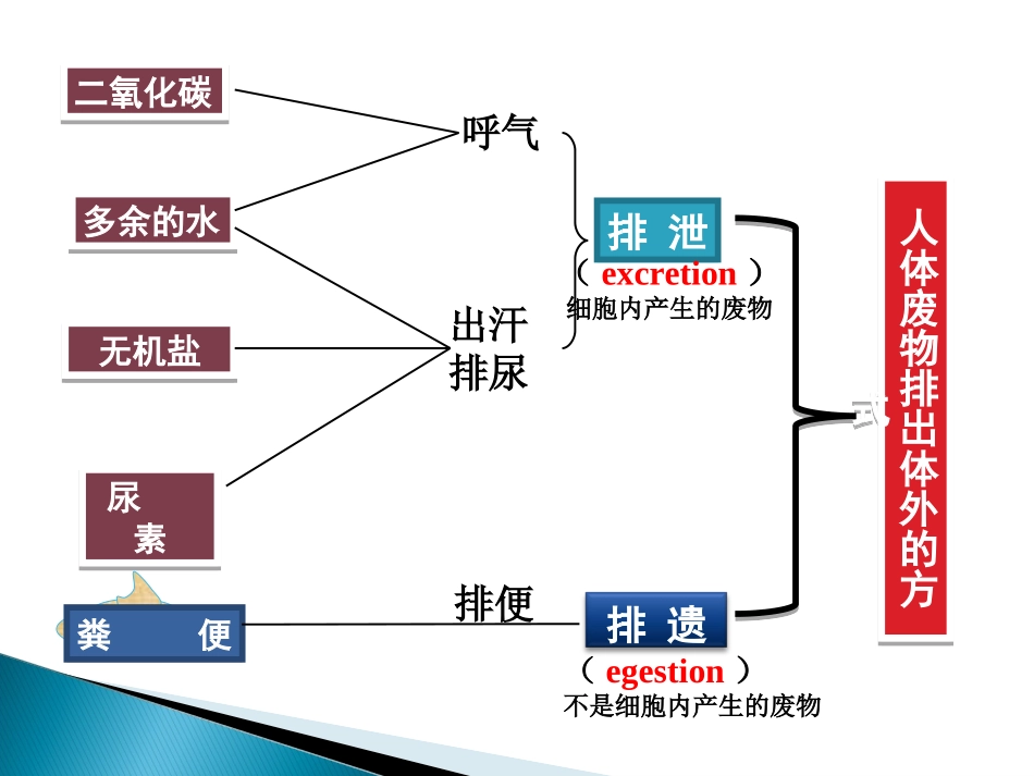 2015人体内废物的排出(复习课件) (2)_第1页
