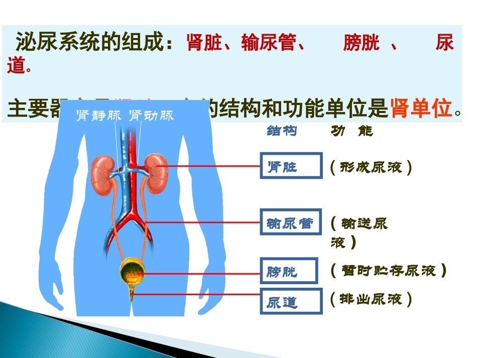 2015人体内废物的排出(复习课件) (2)_第3页