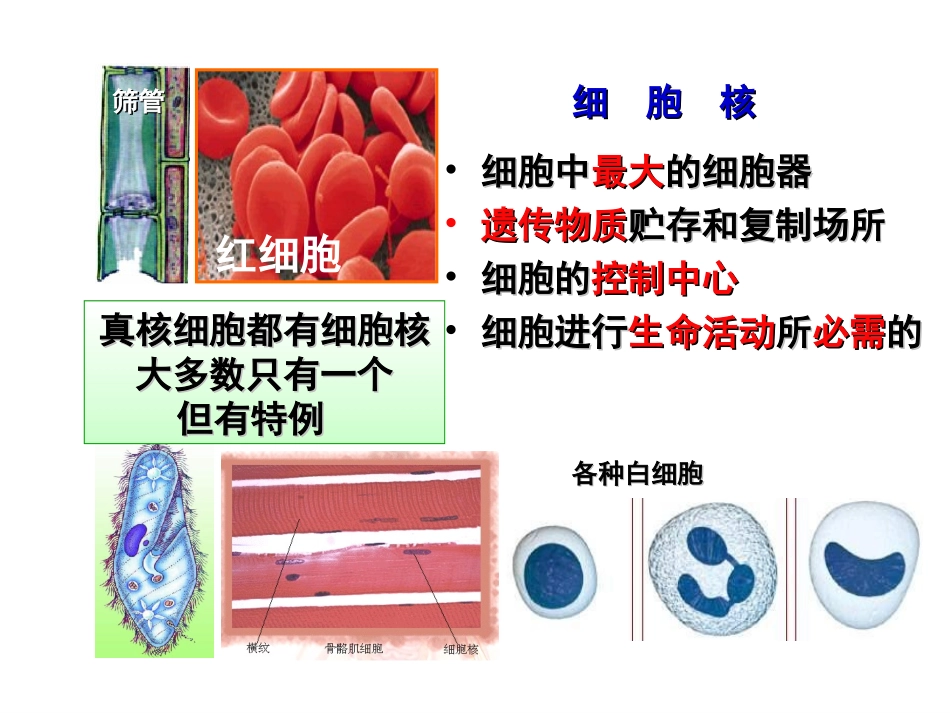 《细胞核和原核生物_第2页