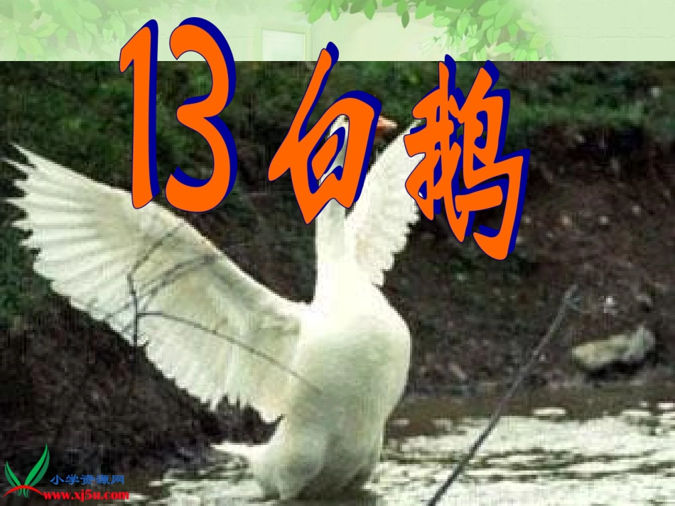 《白鹅》讲课_第1页