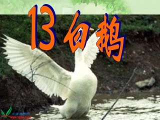 《白鹅》讲课