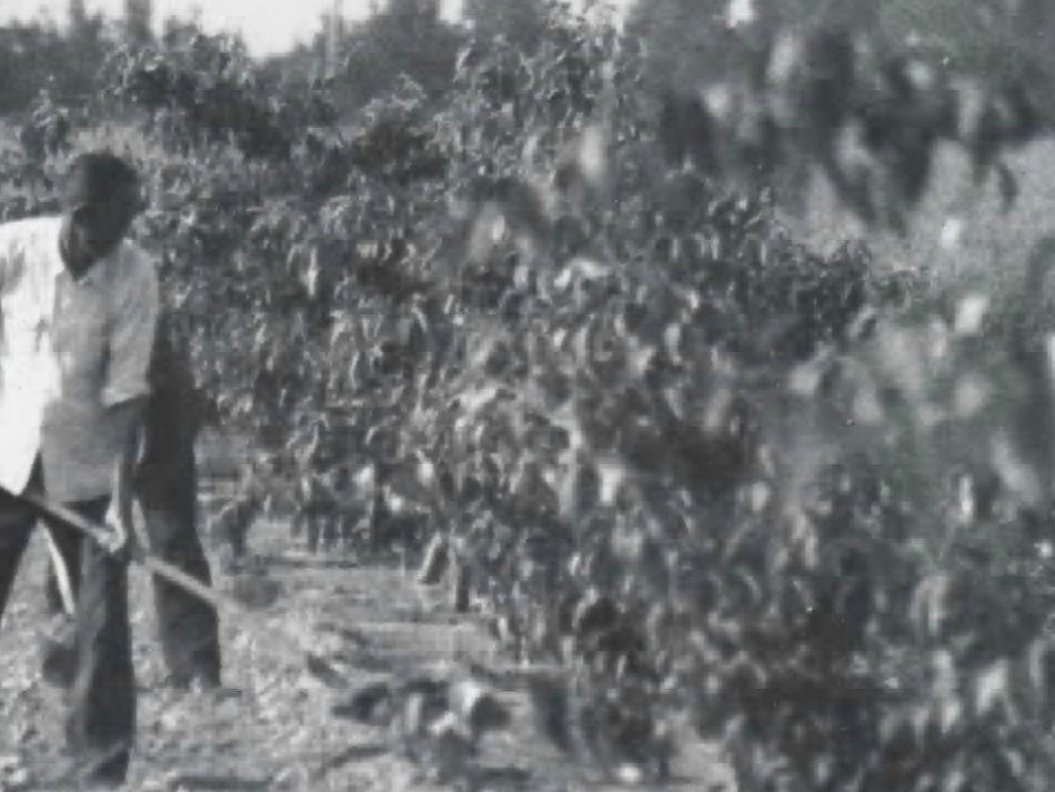 人教版语文二上34《农业的变化真大》课件(5)_第3页