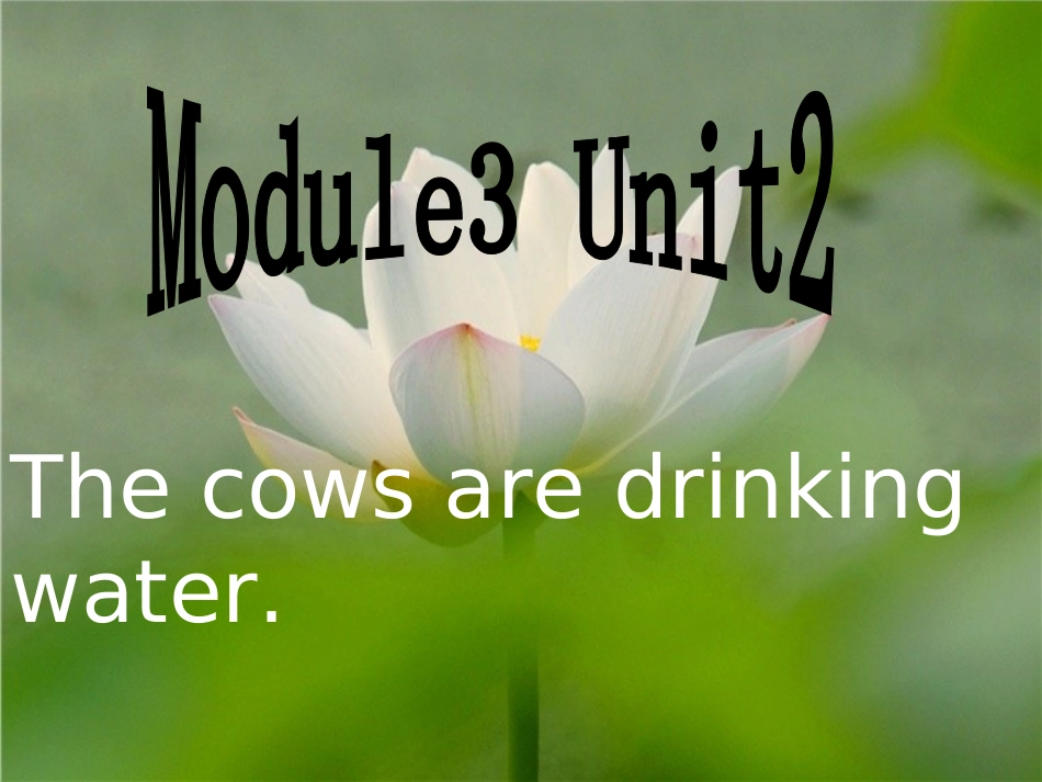 六下M3U2The-cows-are-drinking-water(1)_第1页