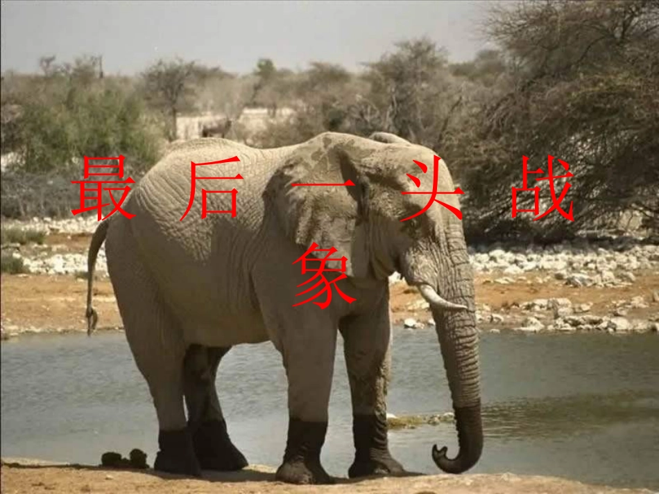 《最后一头战象》__PPT课件_(1)_-_新人教版小学六年级语文上册_第1页
