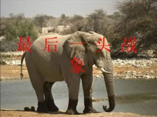 《最后一头战象》__PPT课件_(1)_-_新人教版小学六年级语文上册