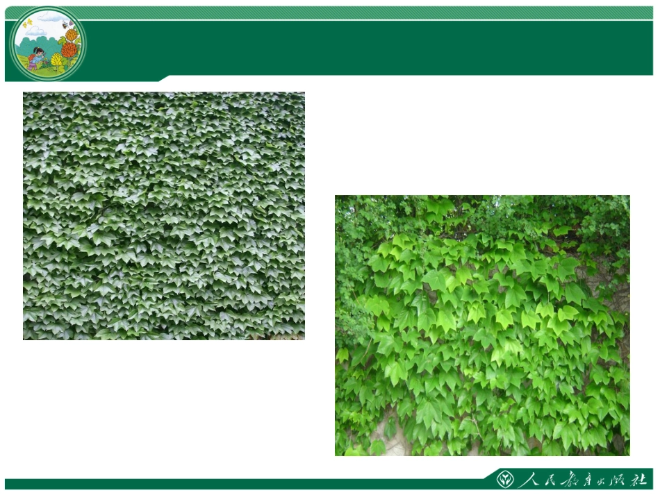 爬山虎的脚课件 (3)_第2页