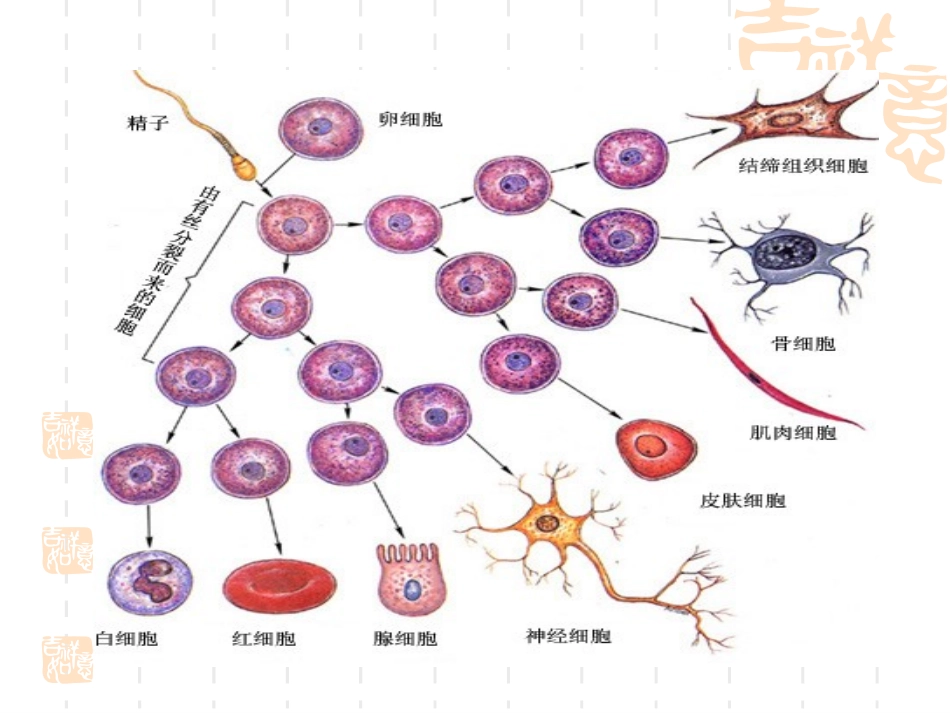 第四章第二节细胞的分化_第2页