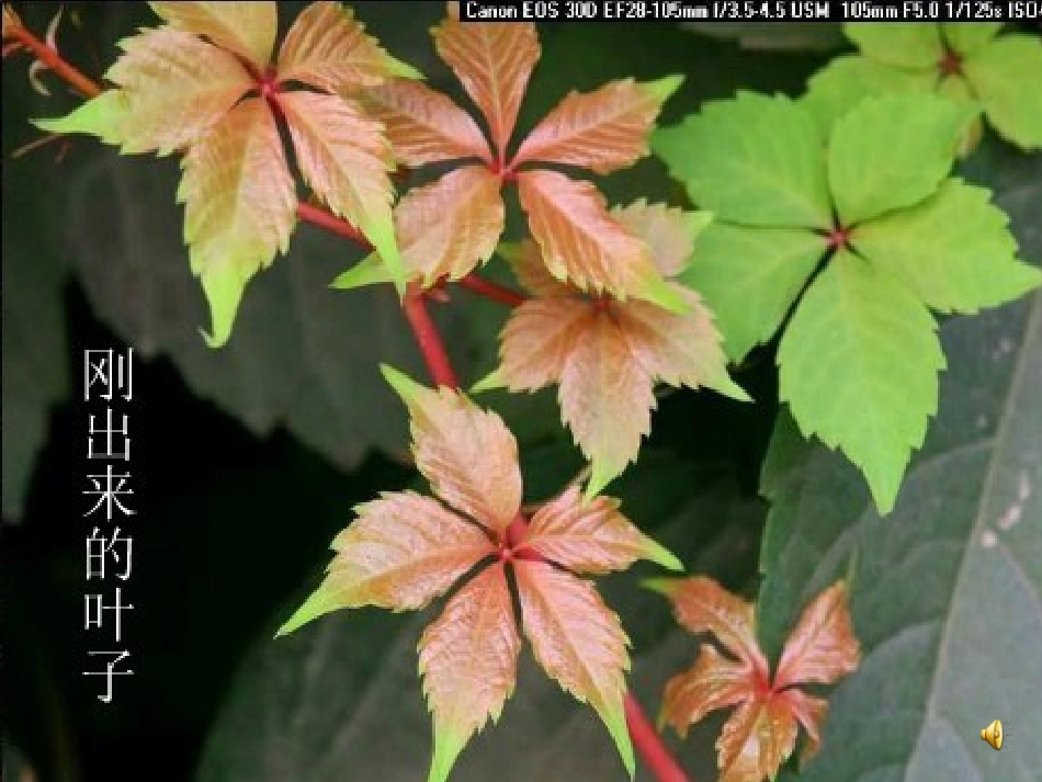 爬山虎的脚c_第2页