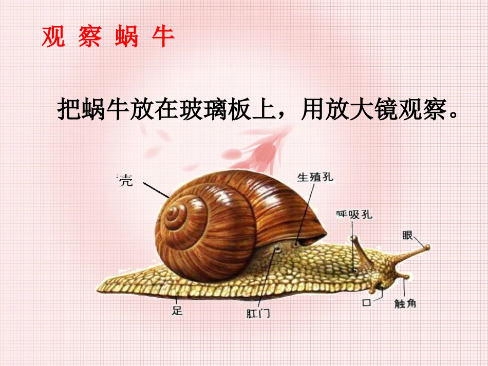 浙教版-初一科学-第二章观察生物复习_第2页