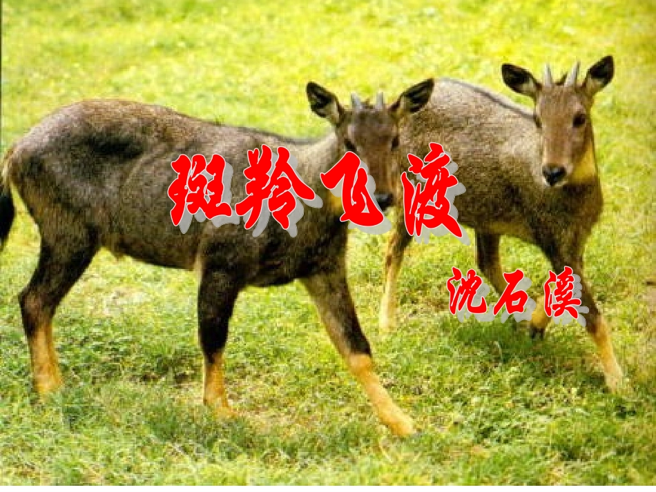 斑羚飞渡课件_第3页
