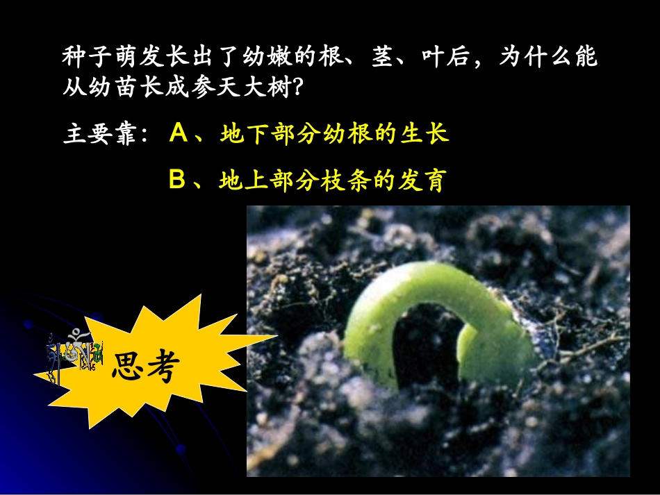 人教版七上第三单元第二章第二节植株的生长（共36张PPT）_第2页