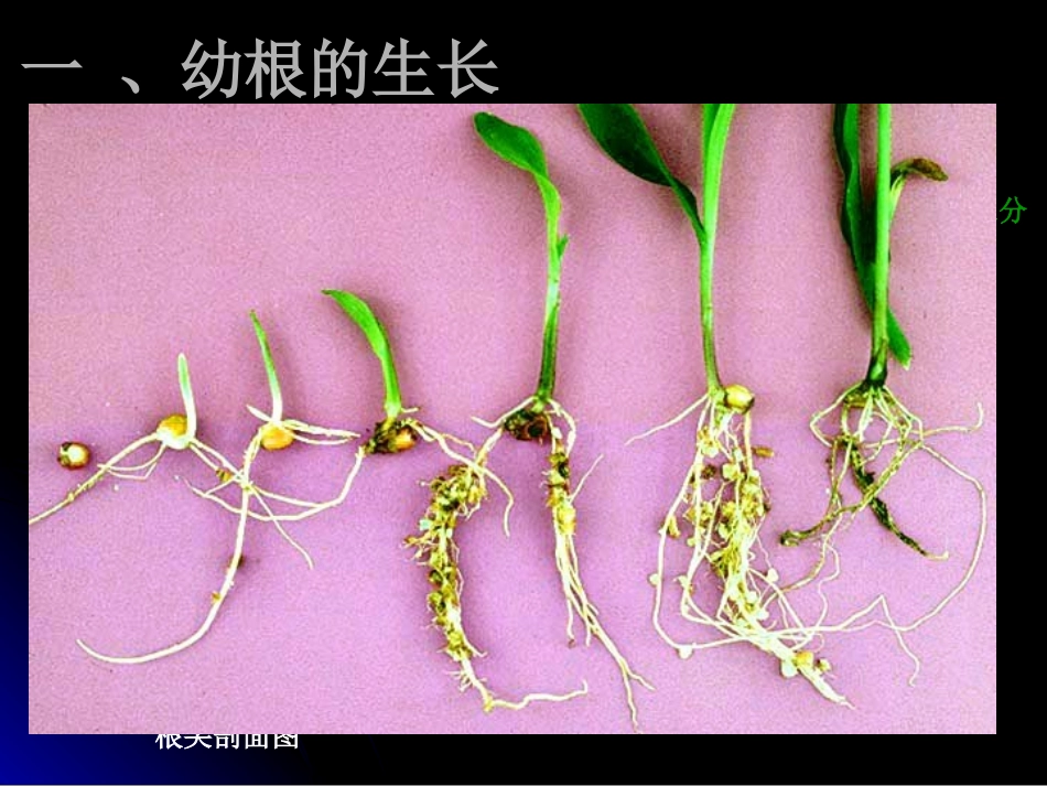人教版七上第三单元第二章第二节植株的生长（共36张PPT）_第3页