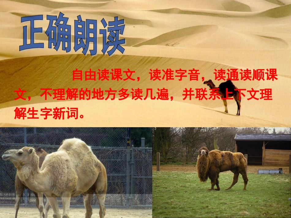 沙漠之舟第一课时教学课件_第3页