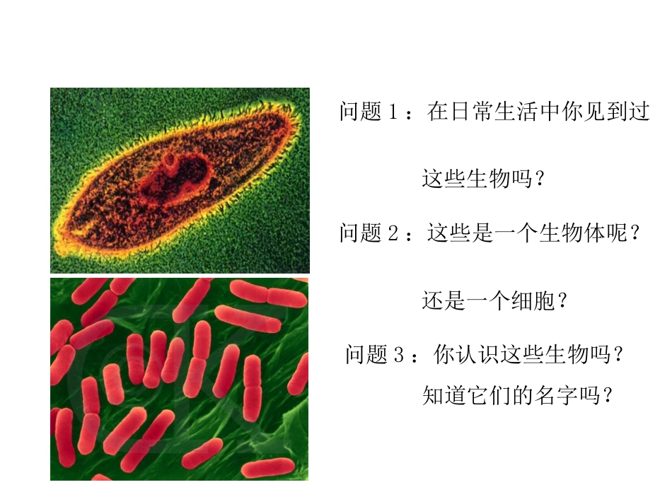 生物教学PPT单细胞生物_第3页