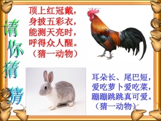 人教版《鸡兔同笼》