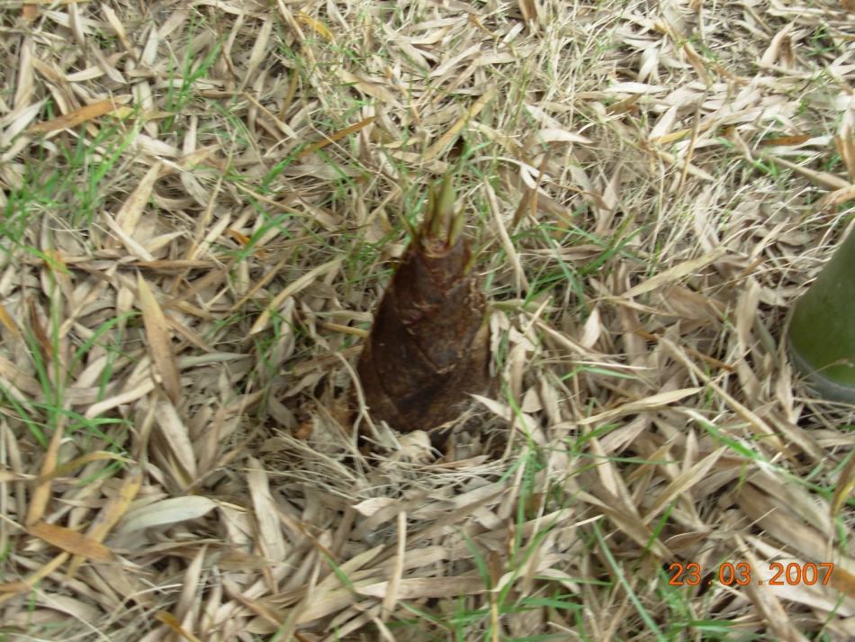 笋芽儿PPT课件_第3页