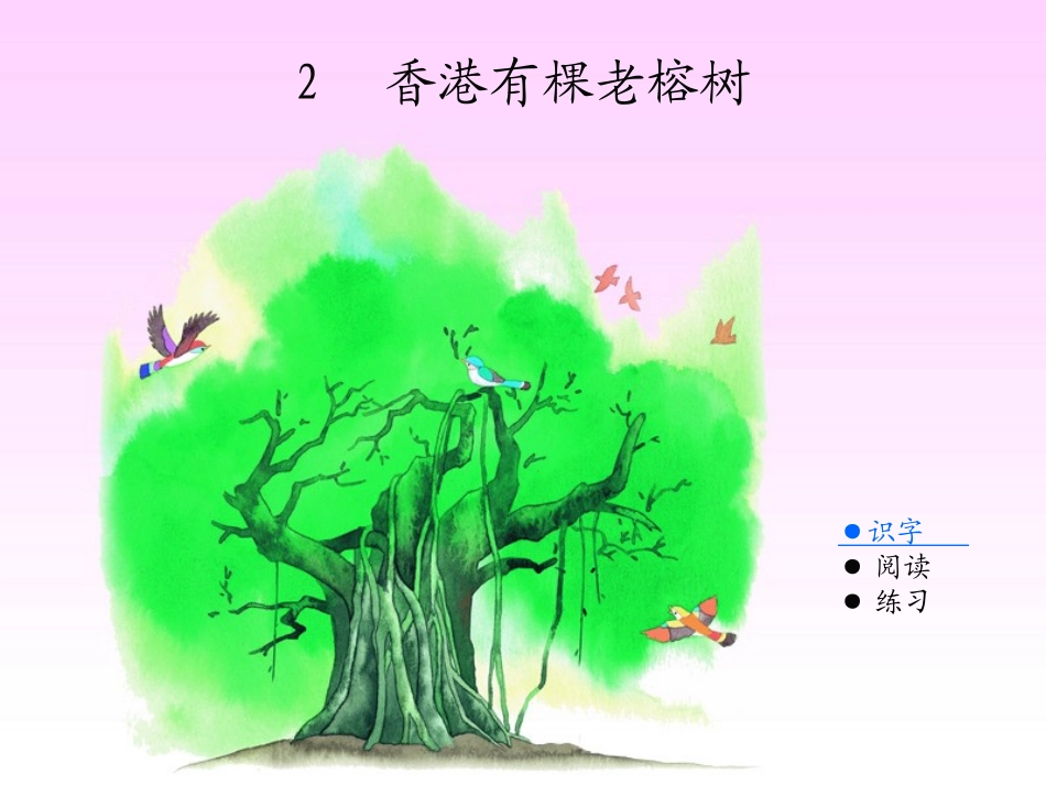 香港有棵老榕树_第1页