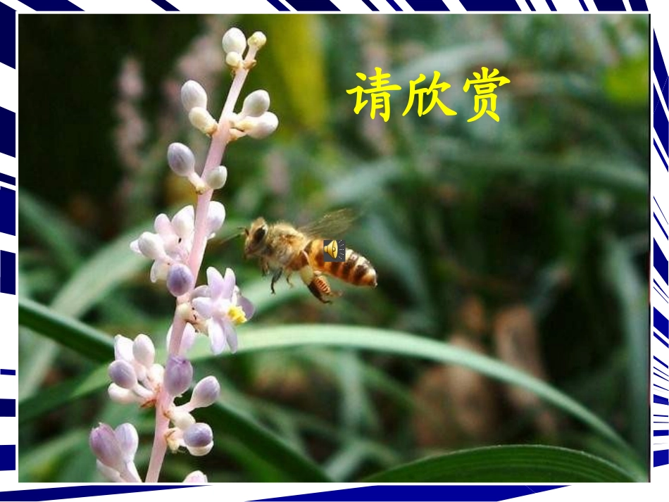 人教版三年级语文上册14《蜜蜂》PPT课件_第2页