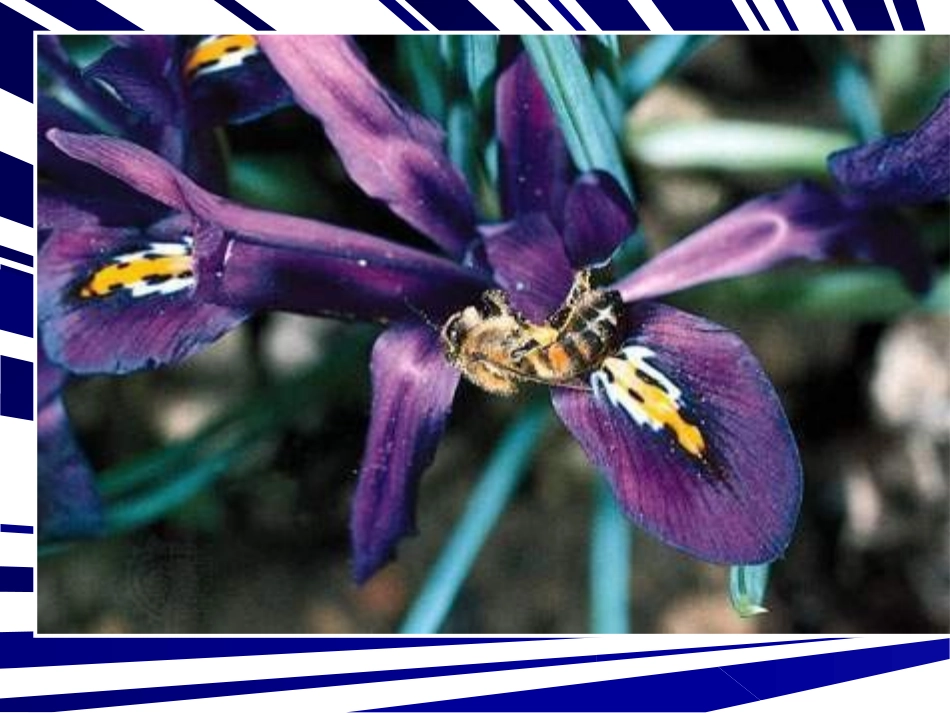 人教版三年级语文上册14《蜜蜂》PPT课件_第3页