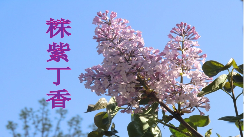 《一株紫丁香》课件 (2)_第3页