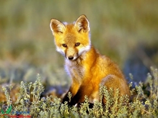 金色的脚印优秀课件