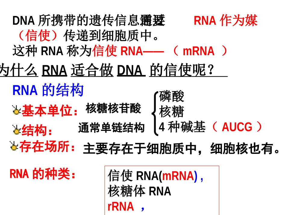 基因控制蛋白质的合成_第2页