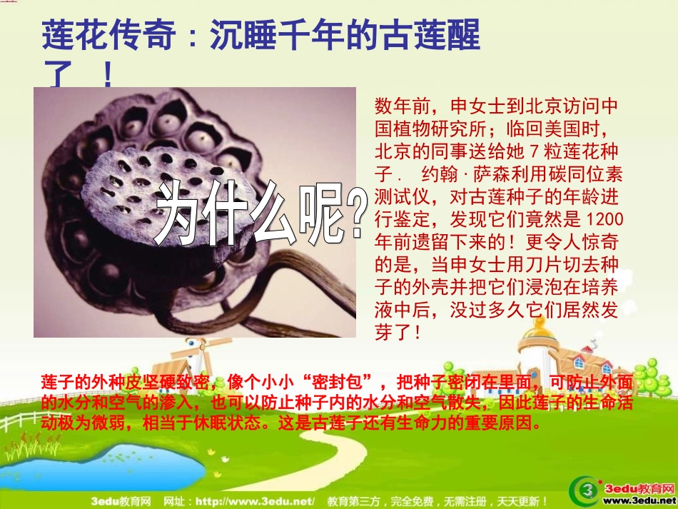 初中美术荷花PPT_第3页