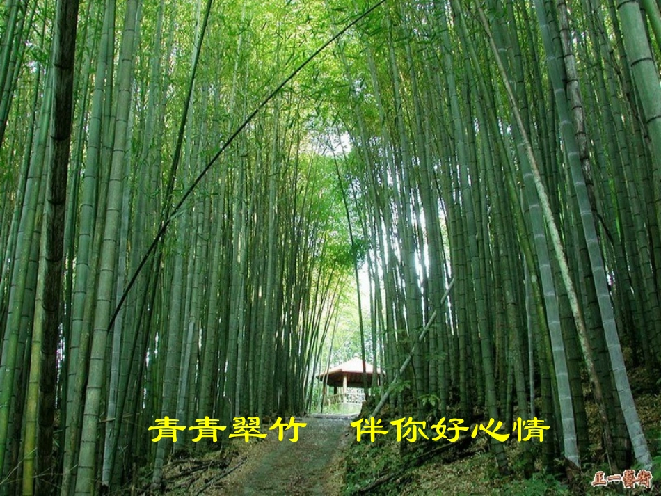 《竹影》课件_第1页