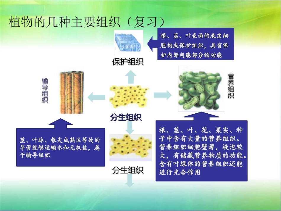 多细胞生物体的组成_第2页