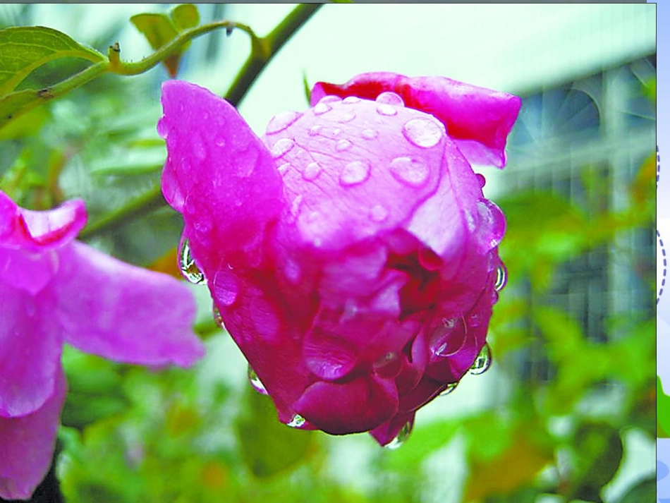 古诗两首(一)11春雨_第2页