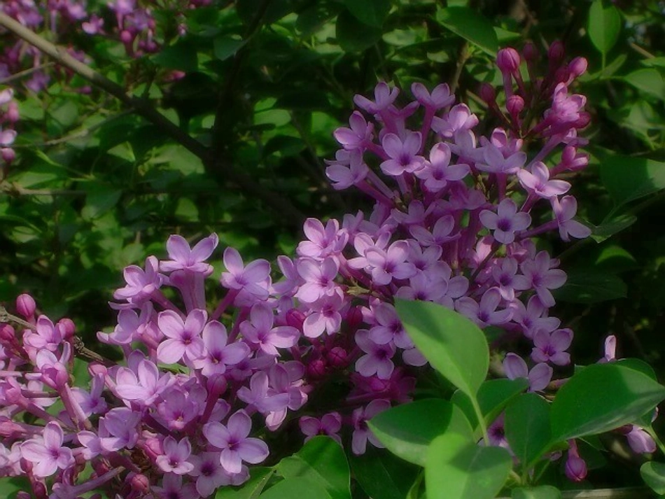 《一株紫丁香》课件_第3页