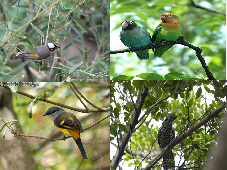 人教版语文二上29《父亲和鸟》课件(5)_第2页