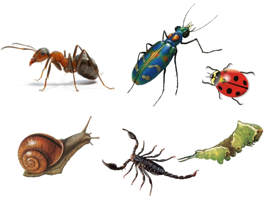 《奇妙的爬行》课件1_第2页