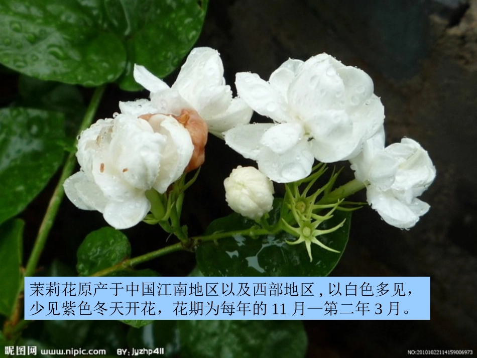 《樱花》PPT课件[1]_第1页