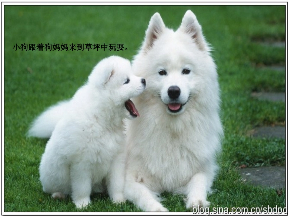 最后一头战象课件(上课用)_第2页