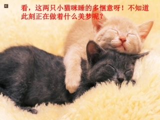 最后一头战象课件(上课用)