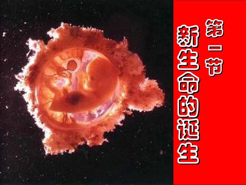 新生命的诞生_第1页