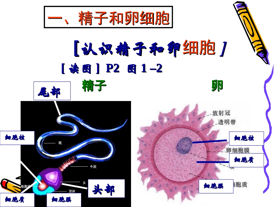 新生命的诞生_第3页