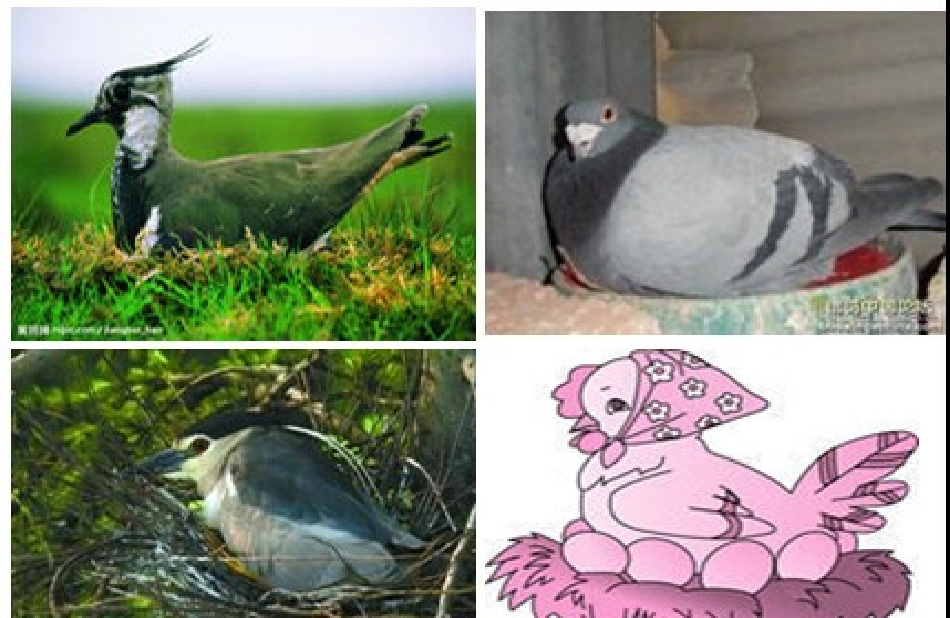 长春版语文二上《孵蛋》课件2_第2页