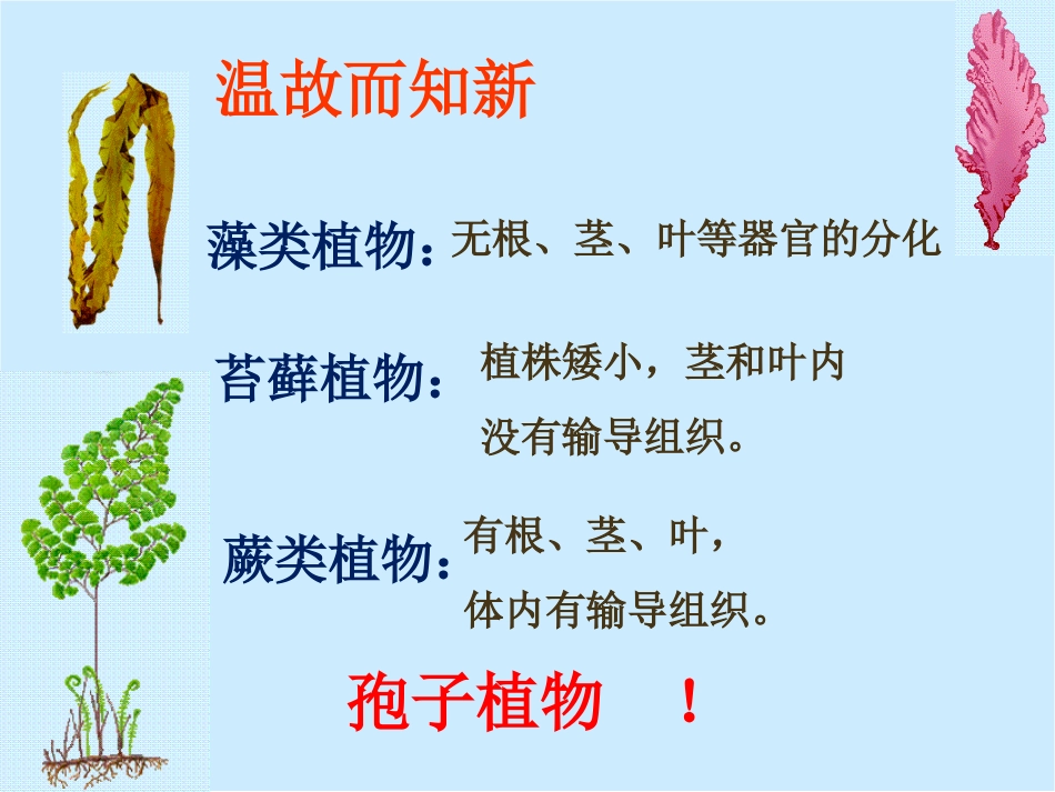 第二节种子植物第1课时_第1页