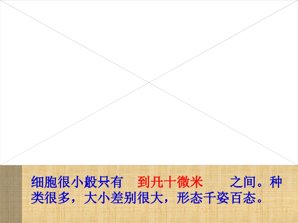 第2节细胞(1)_第3页