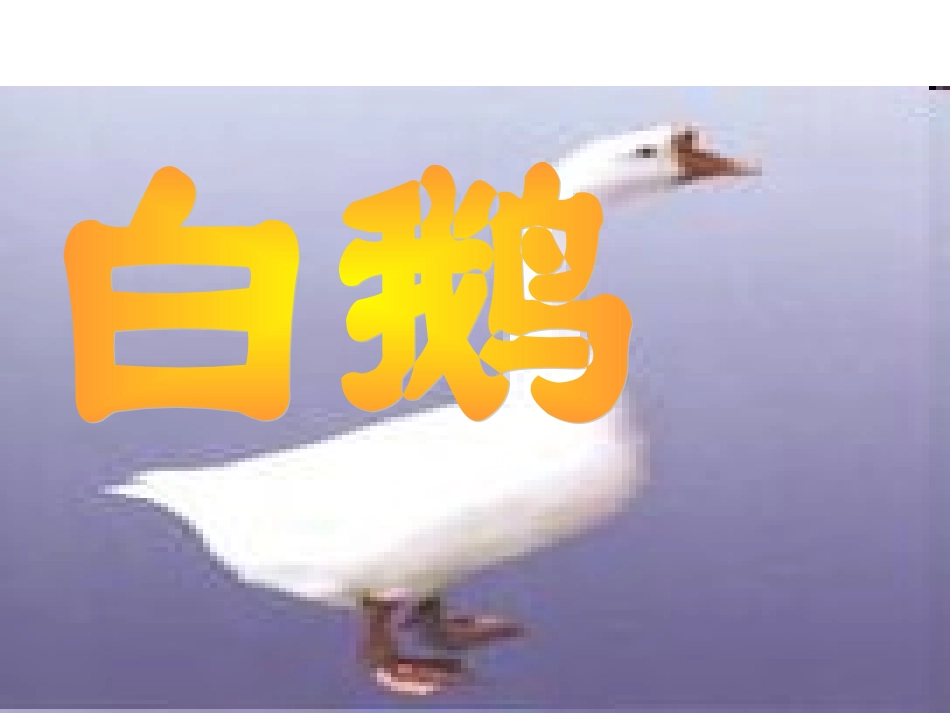 《白鹅》(精品课件)_第1页