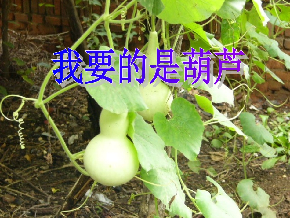 人教版语文二上14《我要的是葫芦》课件(3)_第1页