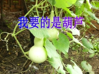 人教版语文二上14《我要的是葫芦》课件(3)