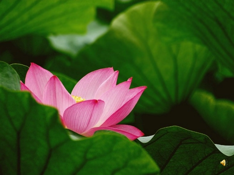 《荷叶母亲》公开课课件_第3页