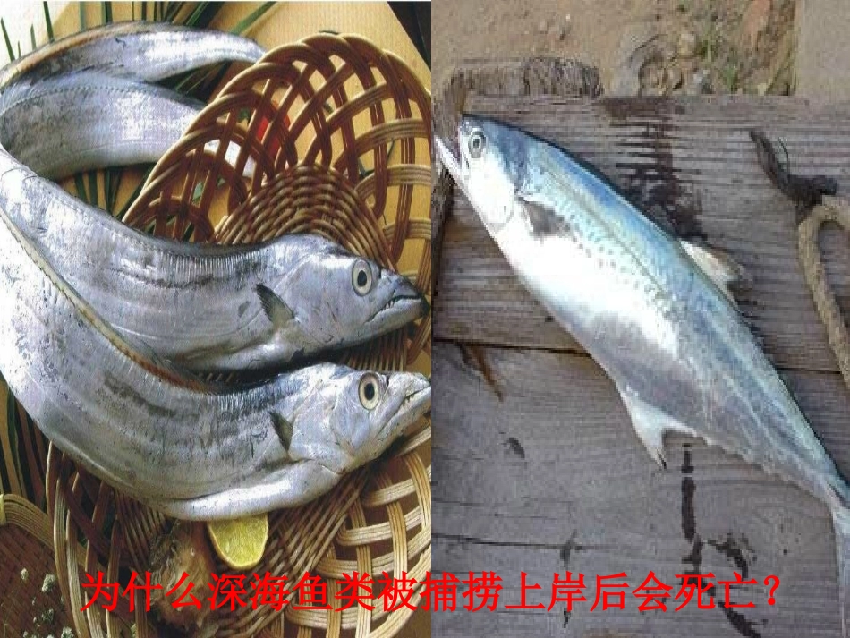 液体的压强2016、3、17_第3页