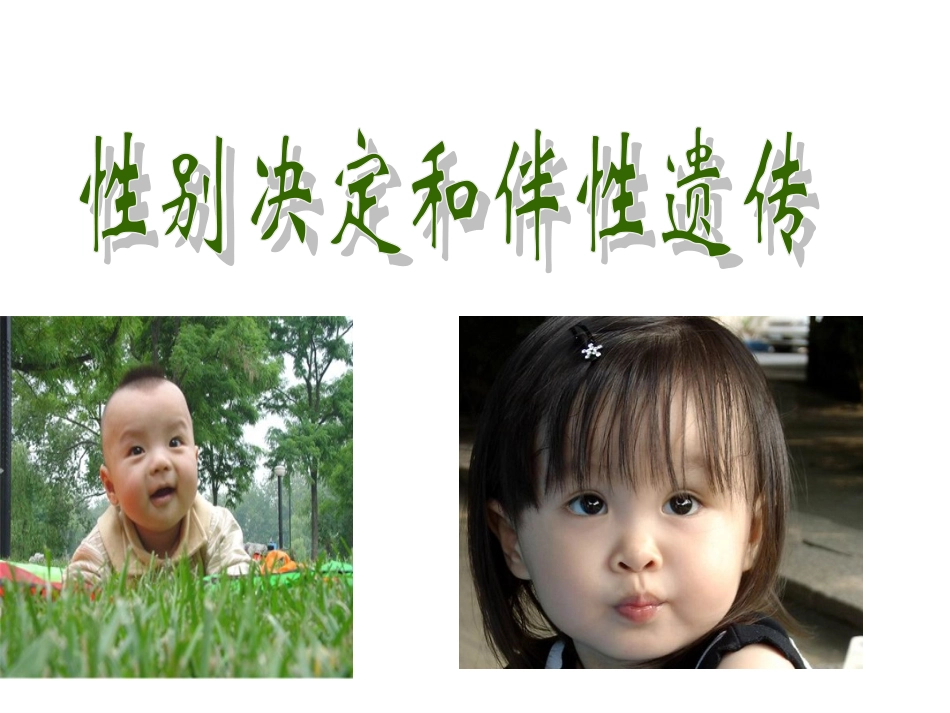 2016一轮复习性别决定和伴性遗传_第1页